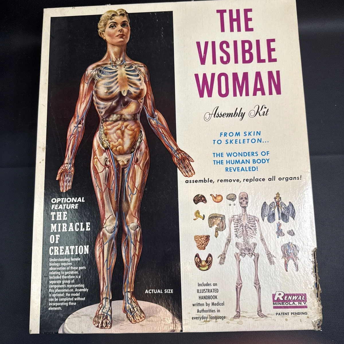 Visible Woman Indiana OTHER Models & Kits for sale | eBay