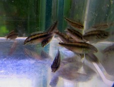 8 unsexed F2 red kribensis cichlids