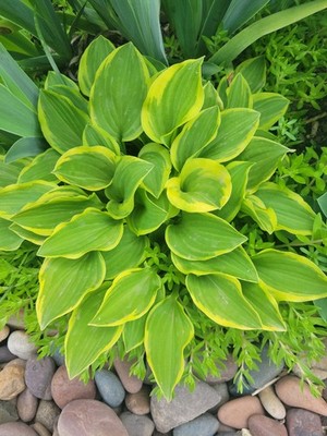 4 Golden Tiara Hosta ~ Live Plants ~ Purple Flowering | eBay