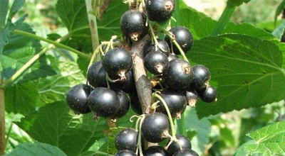 #ad Black Currant 8 10 Inches 10 Cuttings For Propagation rooting $28.00
