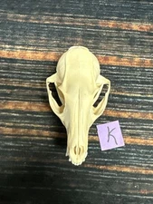 Real Grey Fox Unique Animal Mount Halloween Skull Art Craft Mountain Man Canine