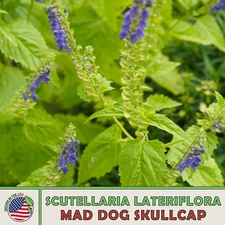 100 Mad Dog Skullcap Seeds, Scutellaria laterif, Native Wildflower, Medicinal