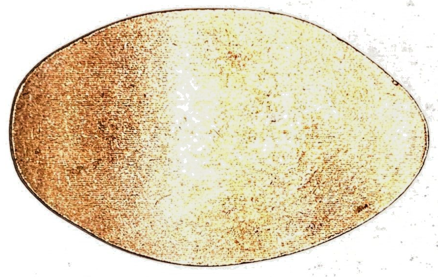 Raccoon Nashville Tennessee Zoo Elongated Pressed Smashed Flattened