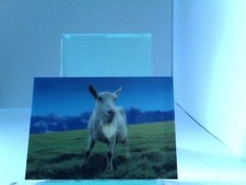 3D Ansichtskarte/Postkarte Saanenziege (schwe...