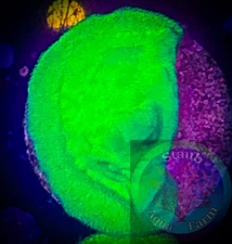 SAF~Bright Green Psammacora  1 In Coral Frag “WYSIWYG”, SPS, Live Coral Colony