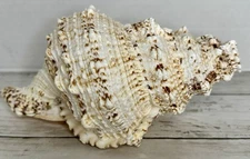 Large Natural Frog Shell Conch Seashell Bursa Bubo Beach Ocean Decor 5" x 7.5"
