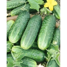 25+ Carolina F1 Hybrid CUCUMBER  SEEDS - very early, pickling cucumber variety