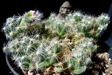 Trichodiadema densum succulent caudiciform