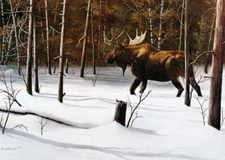 Winter Forage by Kevin Daniel Fine Art Print Moose Nature Wildlife Hunt 13x19