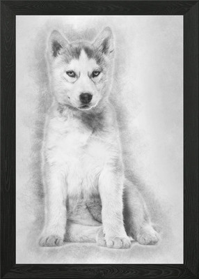 Husky Hund 2 Monate alt sitzen gerahmtes Wandbild Poster Leinwanddruck Bild