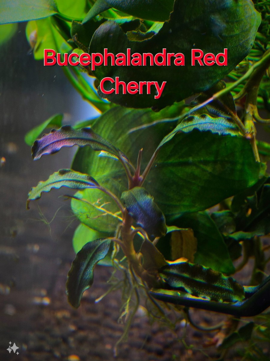 Bucephalandra Red Cherry-Live Aquatic Buce Epiphyte Rhizome Fish