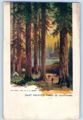 c1905 Giant Redwood Trees Of California CA Forest Scene Antique Postcard