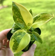 Philodendron Green Congo Hybrid Variegated Houseplant