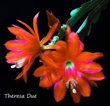 Epiphyllum Unrooted Cuttings "Theresa Due"