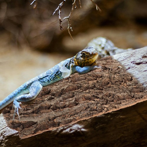 Panneau De Fond Décorce Dhabitat Lézard Denclos Reptiles vente en gros Bébé