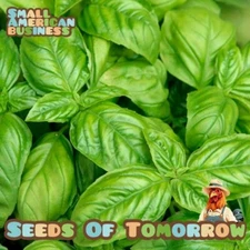 600+ Organic Large Leaf Italian Basil Seeds- With Bonus! |Non-GMO Heirloom|