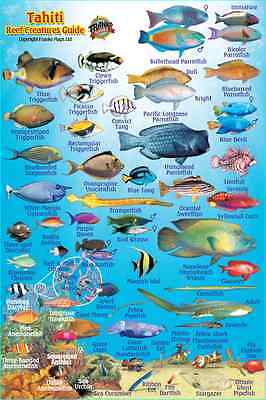 Samoan Fish Chart