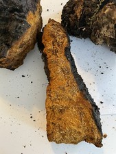 vermont chaga mushroom 1 pound Dry