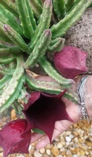 Black Bell Stapelia Leendertziae Succulent LIVE PLANT Blackbell Carrion exotic