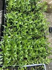 Pereskiopsis Spathulata Grafting Stock 5x4" Cactus Leaf Cultures Cuttings