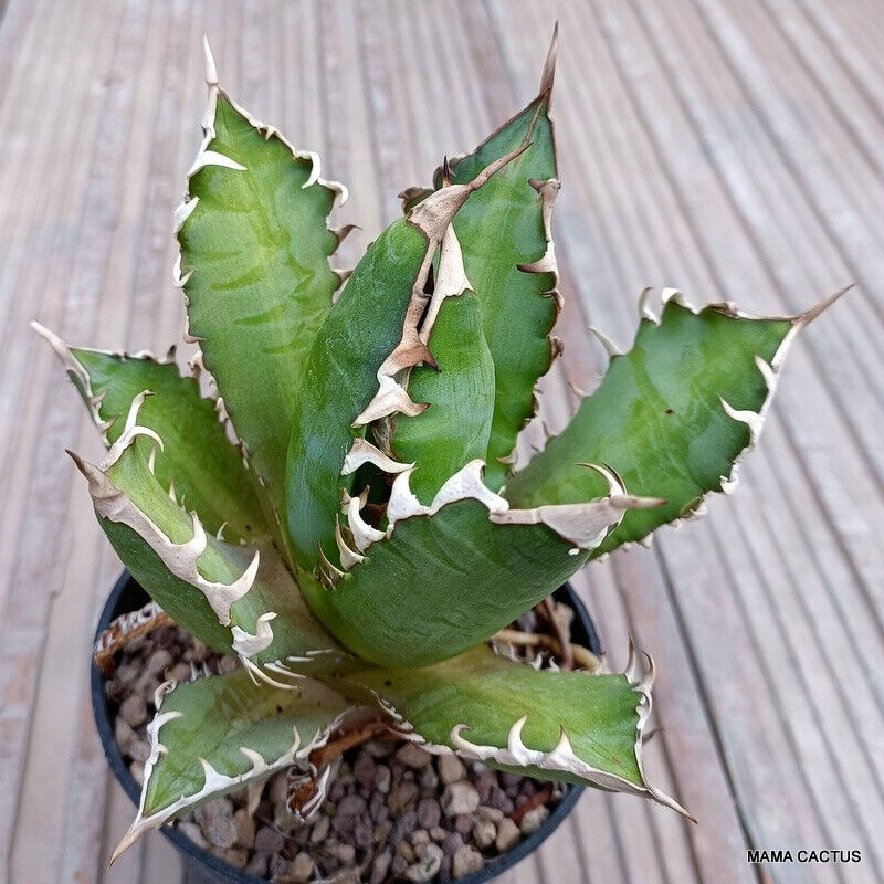 D161 AGAVE TITANOTA RED CATWEAZLE pot 10 cm H 12 cm W 12,5 cm MaMa Cactus