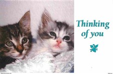 AK - Tiere - Katzen - Heilige Burma Kätzchen - CPM - siehe Scans R