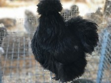 8  Bearded Silkie Hatching Eggs Assorted Colors from color separate pen "NPIP"