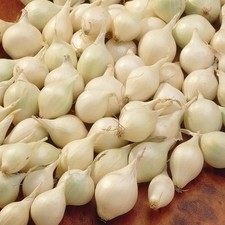 Juegos de cebolla blanca bola de nieve bulbos orgánicos no transgénicos listos para plantar - 1 lb