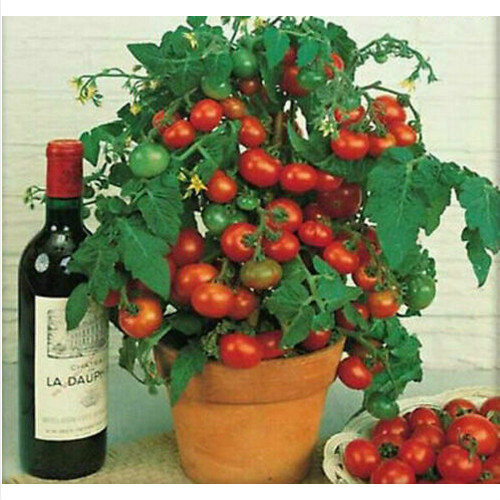 Tomate cherry enano del frasco, 25 semillas + regalo gratis