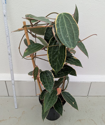 große Hoya macrophylla große Pflanze Topf Nr 2