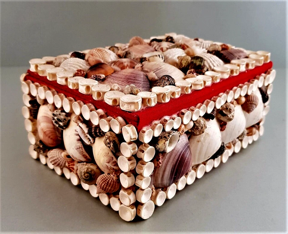 Fossilien wie versteinerte Muscheln, 4 Kegelmuscheln usw. in Muschelschatulle - Bild 4 von 4