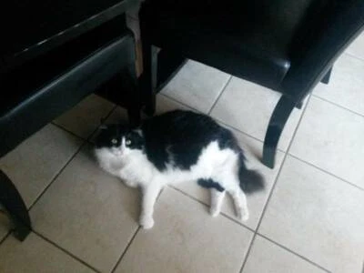 cute japanese plushies