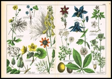 1887 Antique Botanical Lithograph – Aconite, Anemone, Pasqueflower & Adonis