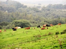 Photo A2 Resting cattle at Spring Hill Healeyfield On a field south of t c2017