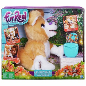 lexie the trick lovin pup