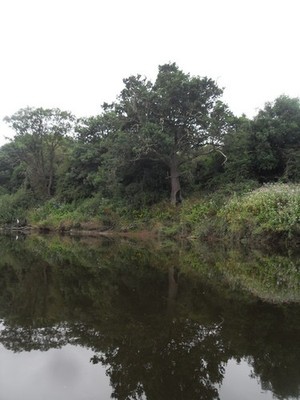 Foto A3 von Bäumen gesäumte Ufer des Flusses Severn Uffington \/SJ5213 um 2010