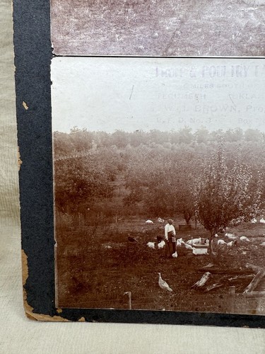 Antique Cabinet Card Photo Photograph WJ Brown Fruit Poultry Farm Tecumseh OK - Picture 6 of 13