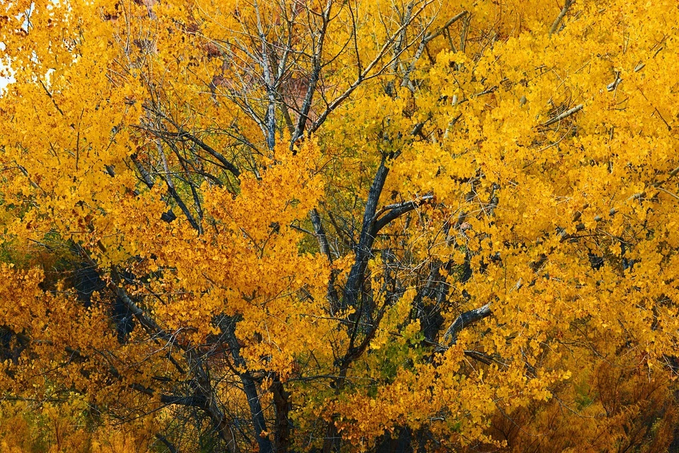 disco de imágenes libres de derechos Fondos de la naturaleza - 100 imágenes - $100 Foto 2 de 4