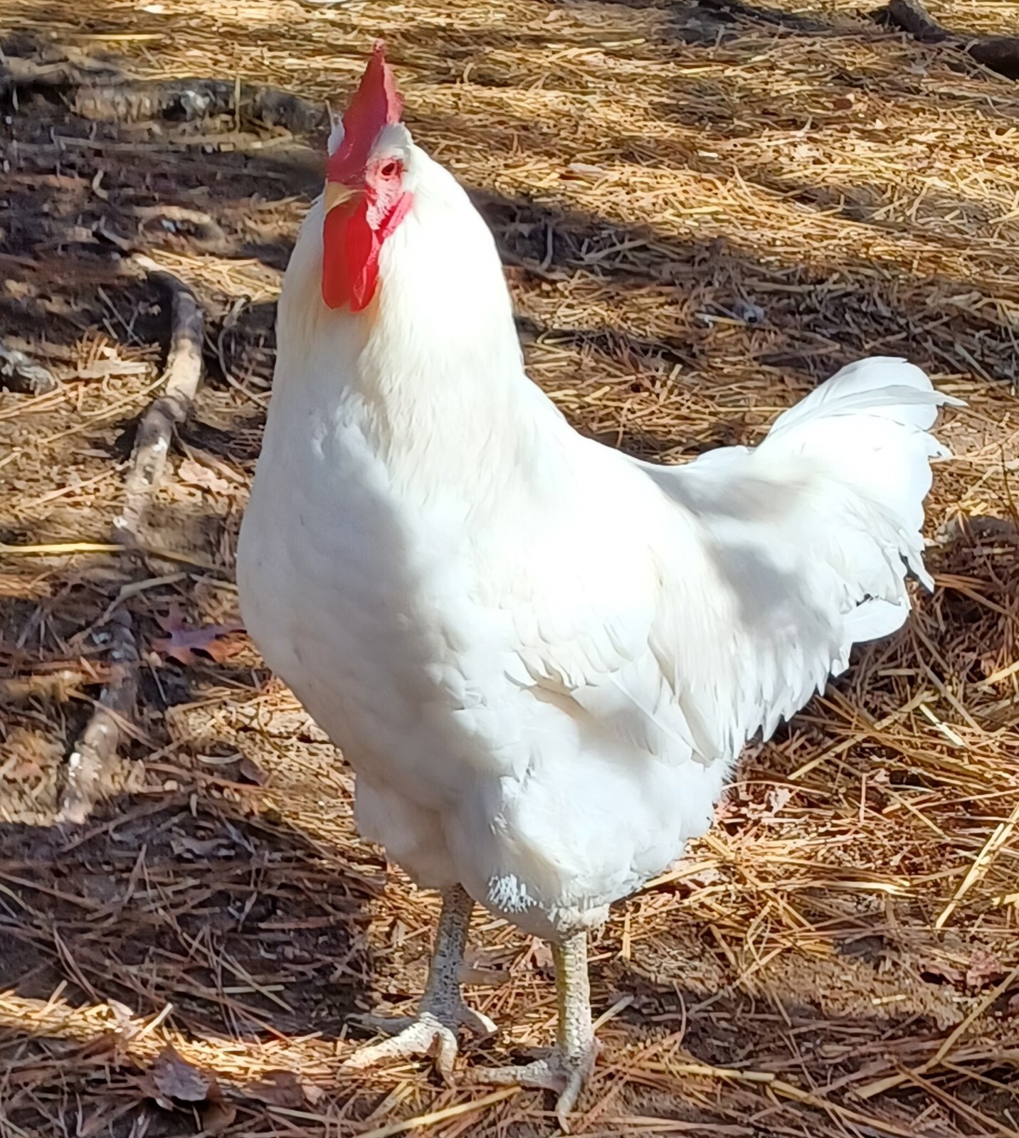 6 Large White Jersey Giant Hatching Eggs eBay