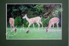 4"X6" White Tailed Deer Photo Mount Mat To 5" X 7" READY TO FRAME