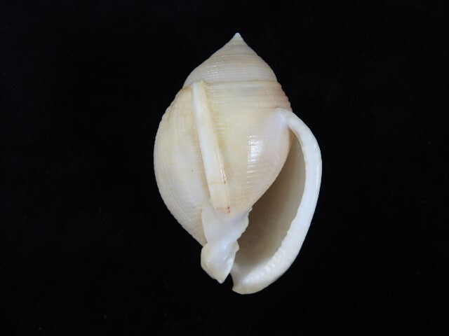 Picture 1 of 4