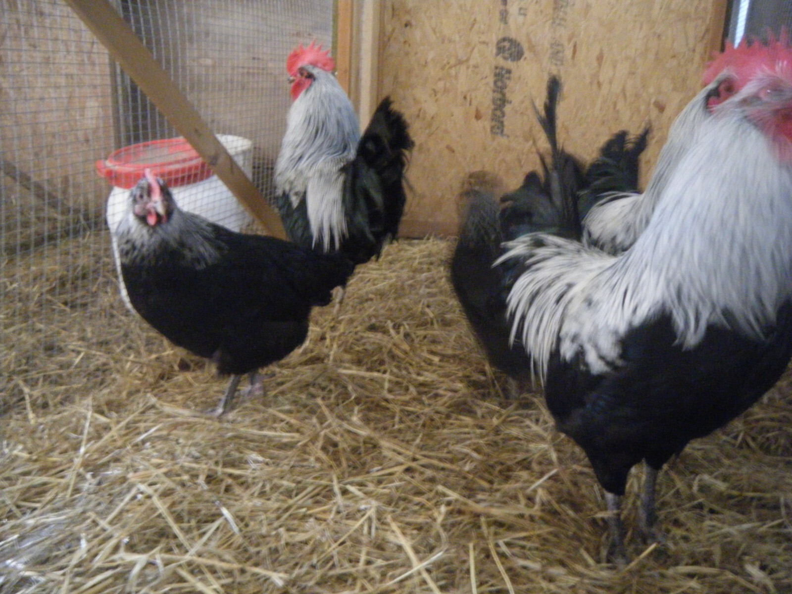 6 Norfolk Grey large fowl hatching eggs eBay