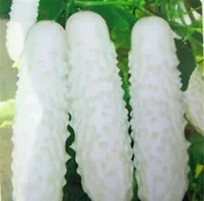20pcs White Cucumber Seeds Cucumis Sativus Vegetable Fruit Home Garden Plant