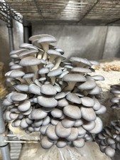 3 + lbs Premium Blue Oyster Mushroom Grain Spawn (BONUS