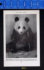 Giant Panda Bear Enjoying Bamboo Shoots & Raccoon in Tree -1947 Wildlife Print