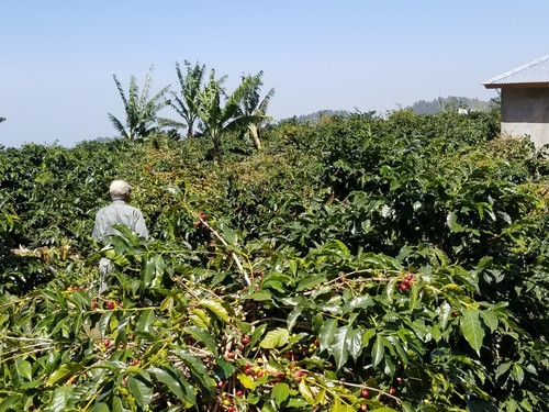 Jamaica Blue Mountain Coffee Green Bean Certified 100% Only Grade One. 1LB - Picture 7 of 15