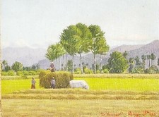 Bargis Stefano (Busca CN 1916 - 1999)."Il Maggengo"-Attissano 1935. Olio su tela