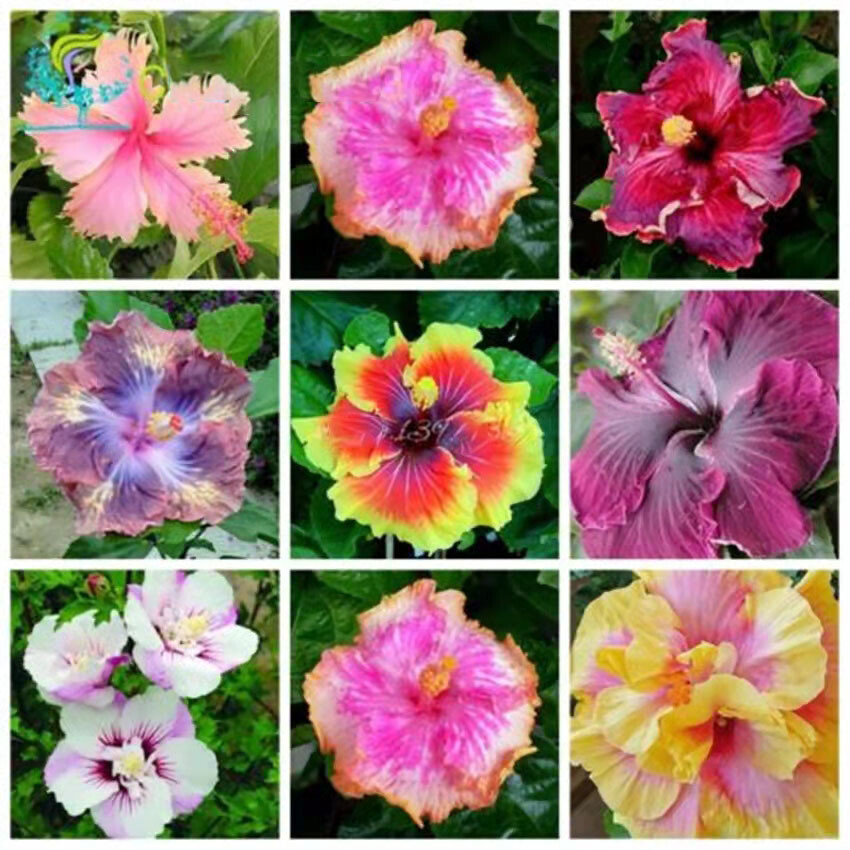 Hibiscus Rosa-sinensis Rainbow Flower Bonsai Big Blooms Hibiscus Rosa-sinensis Rainbow Flower Bonsai Big Blooms
