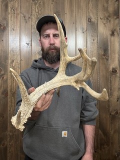 Nice Freak 83” Whitetail Shed 11pt Antler Horn Deer Mount Taxidermy