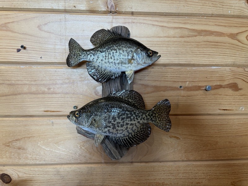 New Real Skin Pair Of Crappie Mount Taxidermy Wall Mount On Driftwood